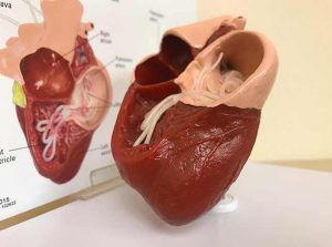 Heartworm test - treatment