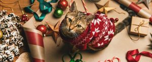 New Years can be fear free for dogs and cats