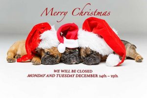 Merry Christmas puppies