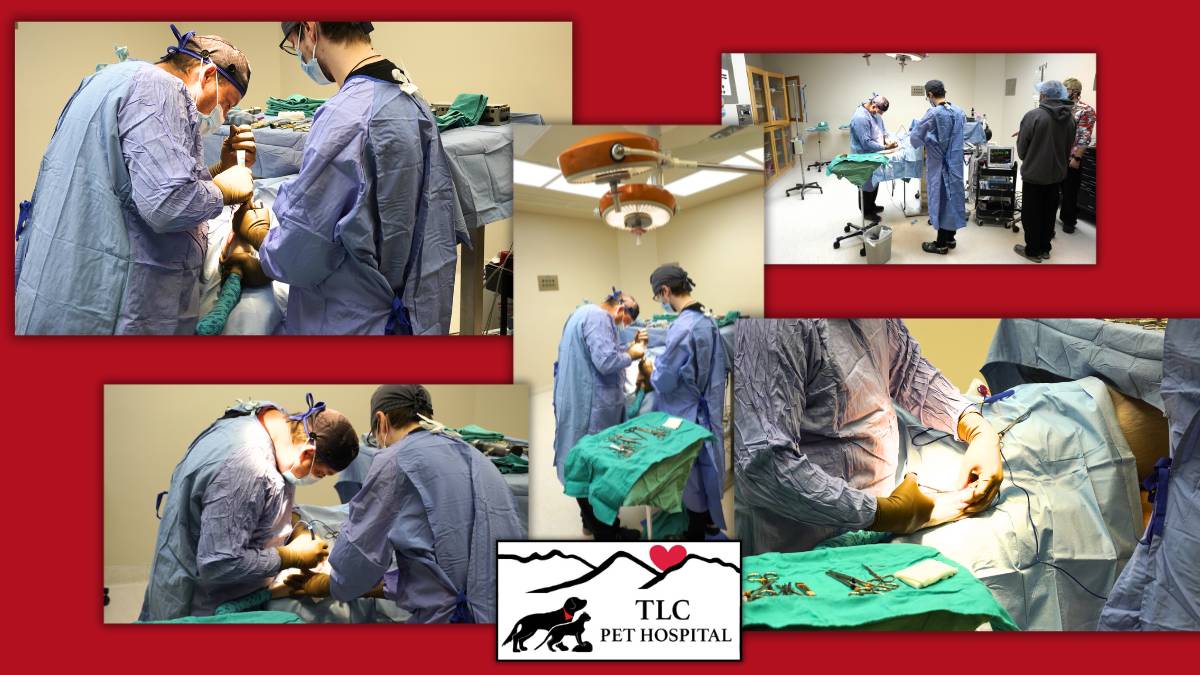 In Surgery with TLC Pet Hospital